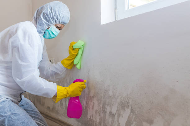 Trusted South Fulton, GA Mold Removal Experts