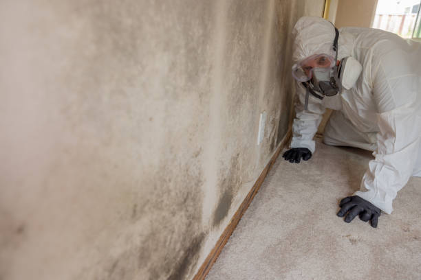 Best Industrial Mold Remediation in South Fulton, GA